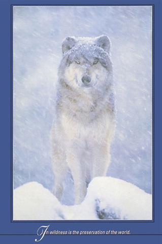 Poster - Artic wolf
